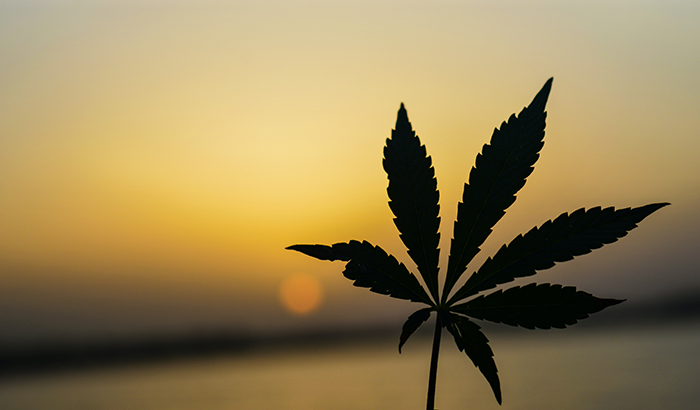If on drugs the employee forfeits any benefits to which he might be entitled under the workers compensation law